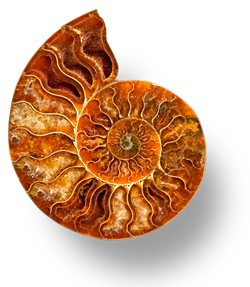 Anmonites Fósil de Madagascar.
